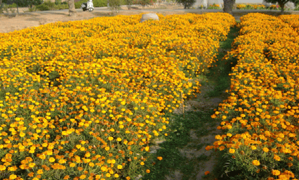 Winter Marigold