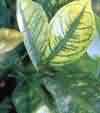 Manganese deficiency symptoms on leaves