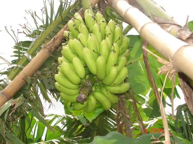 Healthy bunch of Sabri banana                                        