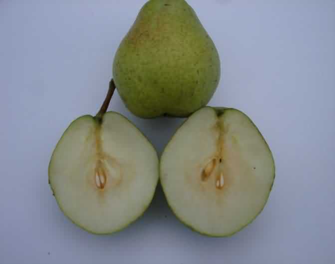 China Pear