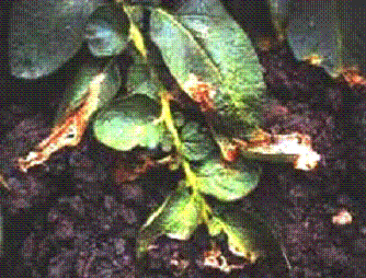 Potato tuber moth- Leaf damage