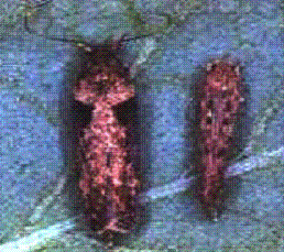 Potato tuber moth-Adult