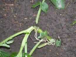 Potato Cut worm-Damage during seedling stage