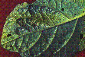 Thrips underside of leaves