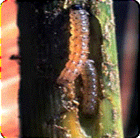 Stem borer of Sorghum Crop