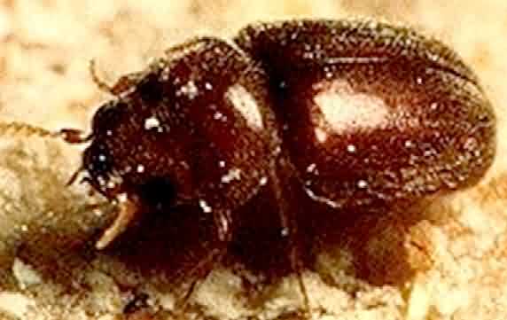 Cigarette beetle of tobacco crop