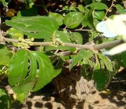 Leaf webber