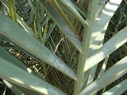 Scale of date palm