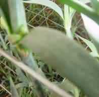 Carnation infected with Red Spider Mites