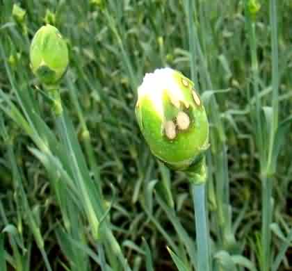 Alternaria leaf spot in carnation: