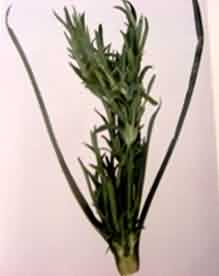 Boron deficiency in carnation