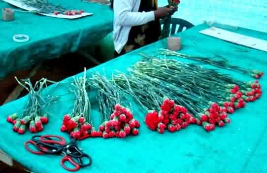 carnation cut flower cultivation