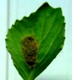 Egg mass of Tobacco caterpillar insect in cauliflower crop