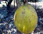 Scale insect on fruit