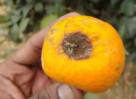 Fruit damaged by fruit fly