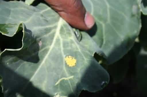 Fig:3a: Cabbage butterfly Adult lays yellowish eggs in clusters