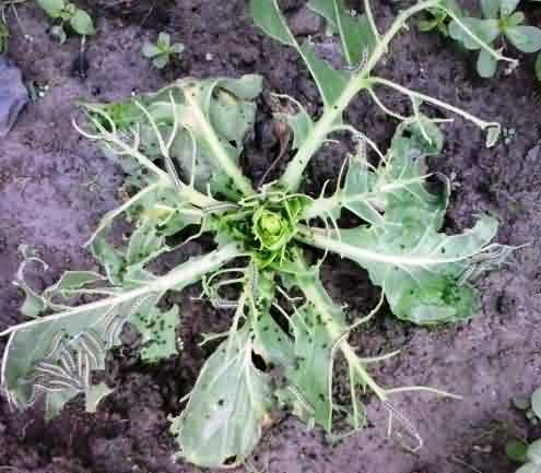Cabbage semilooper
