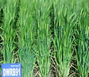 DWRB91 Malt Barley