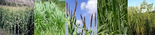 Silage and hay