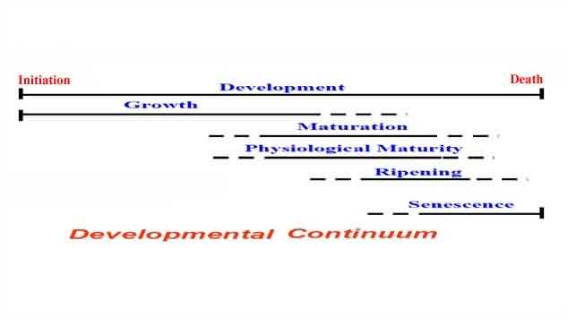 Developmental phases of fruits and vegetables