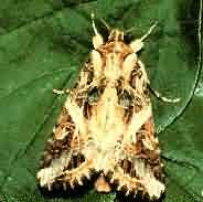 Tobacco caterpillar 