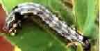 Tobacco caterpillar 