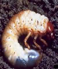  Ground nut White grub