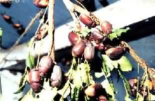  Ground nut White grub