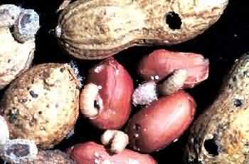 Ladybird groundnut