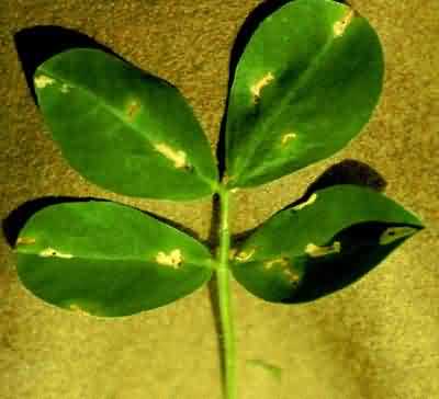 Leaf miner in groundnut