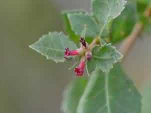 Guggul flower