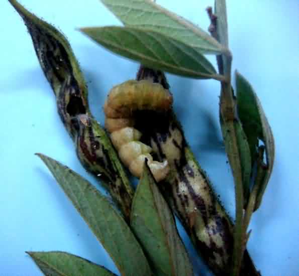 Helicoverpa larvae damaging arhar pod 