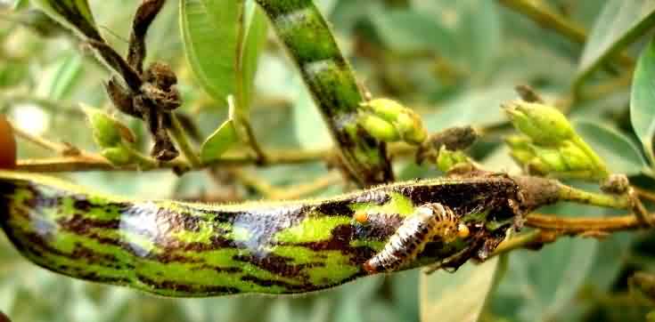 Legume pod borer from the damaged pod