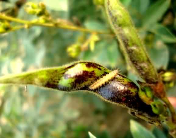 Plume moth seen on the Pigeon pea pod