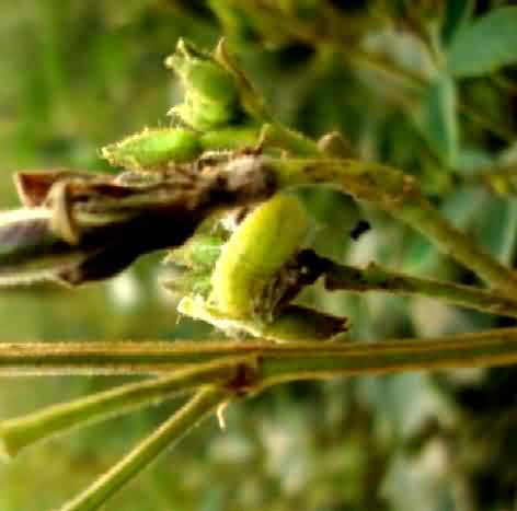 Slug – like larva damaging the floral bud