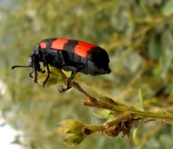 Blister beetle damaging the floral buds