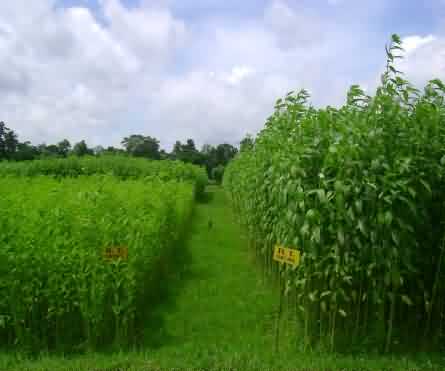 Jute crop in field