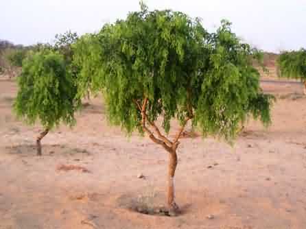 Improved khejri tree