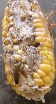 Fig 1. Cob borer larva in Maize