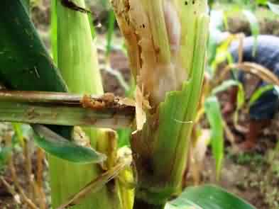 Fig 2. Stem borer damage in Maize crop