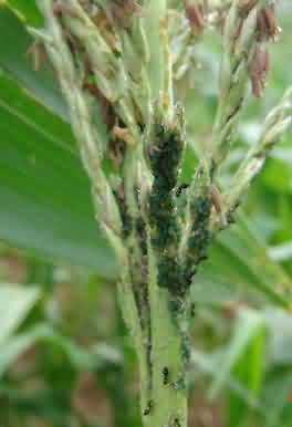 Fig 3. Aphids on inflorescence of Maize