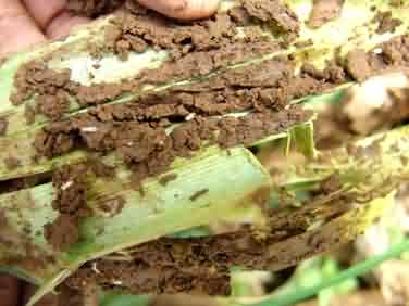 Fig 4. Termite damage in Maize crop