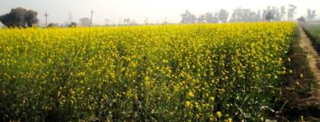 Mustard seed crop