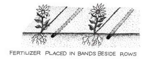 Band application of Fertilizers by the side of crop rows