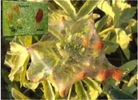 Severe infestation of red spider mite, Tetranychus urticae