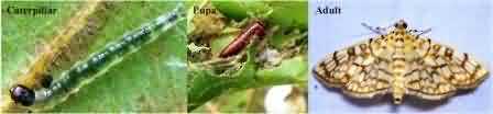 Leaf Roller of Okra
