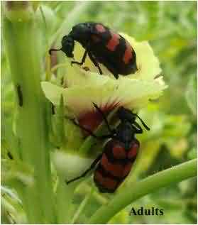 Blister beetle, Mylabris pustulatus