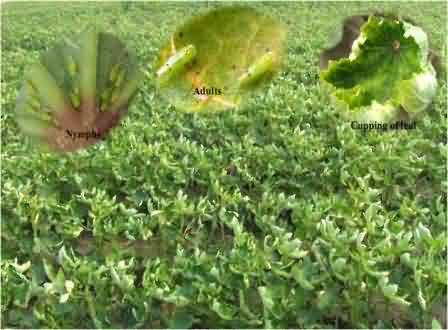 Infestation of leafhopper, Amarasca biguttula biguttula