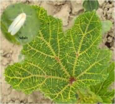 Whitefly, Bemisia tabaci vector of yellow vein mosaic virus