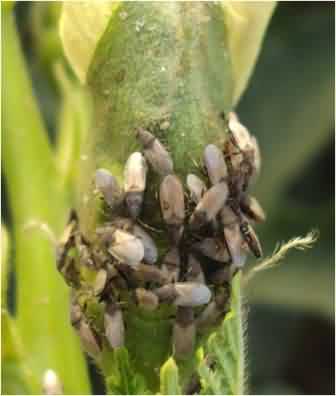 Dusky cotton bug, Oxycarenus hyalinipennis